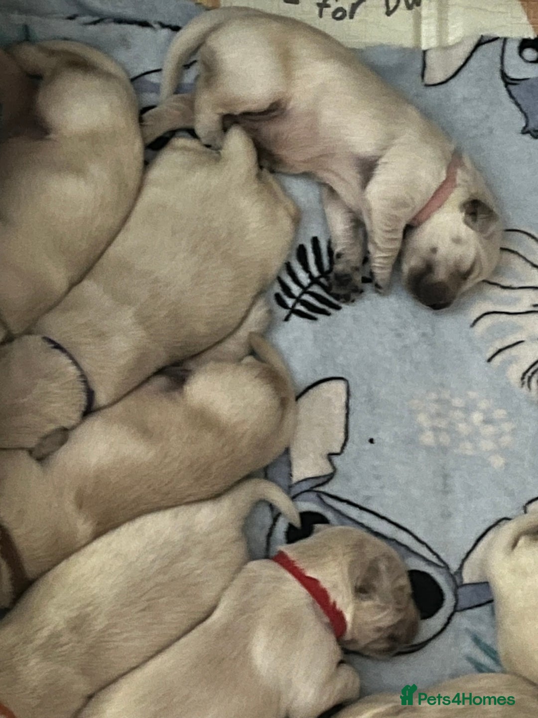 Golden Retriever dogs for sale: Beautiful KC Golden Retriever Babies  - Image 2