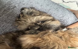 Shih Tzu dogs for sale: Make shih tzu (half imperial) - Image 2