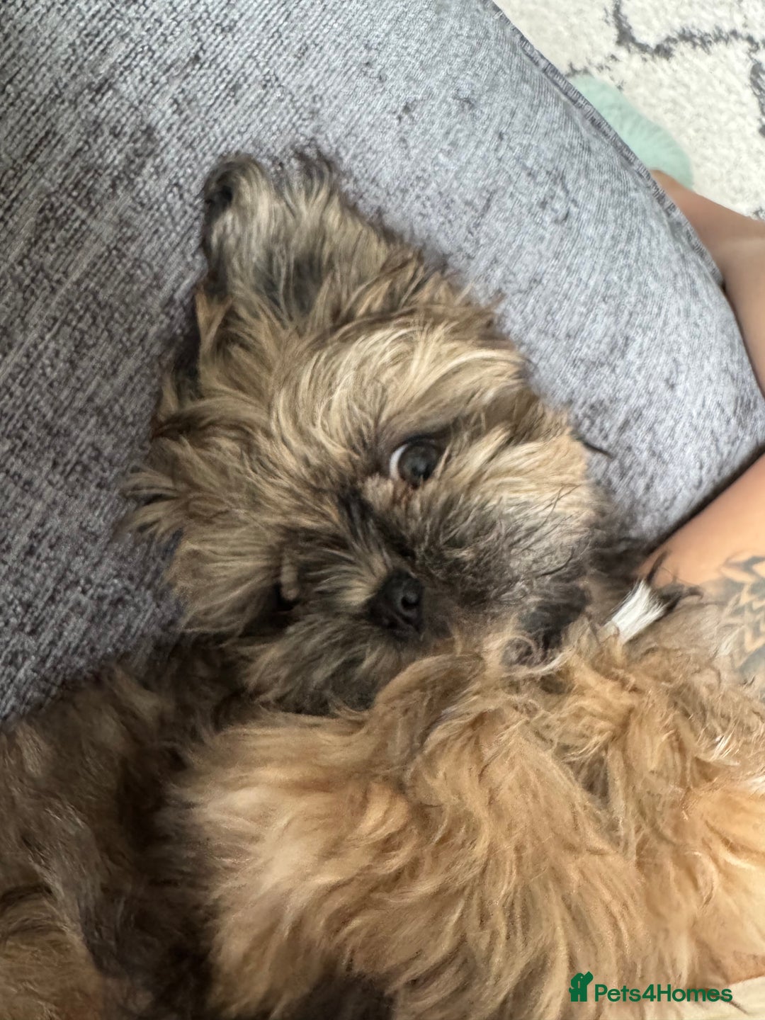 Shih Tzu dogs for sale: Make shih tzu (half imperial) - Image 2