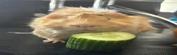 Guinea Pig rodents for sale: Male Guinea pig  in Herne Bay - Advert 2