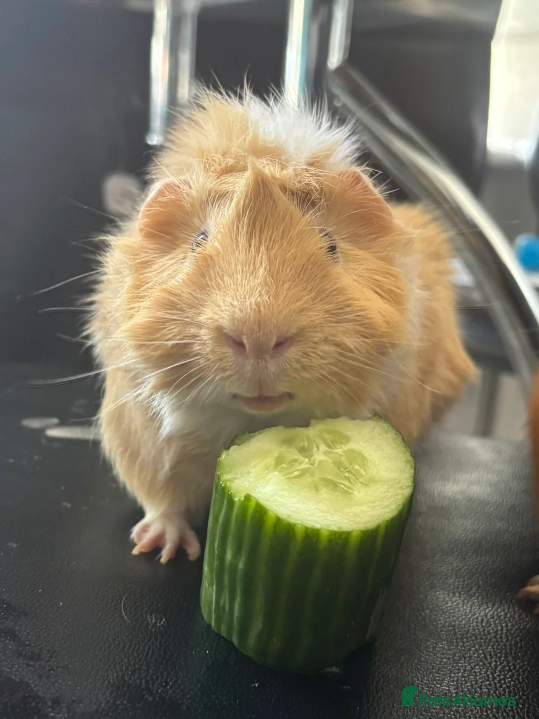 Guinea Pig rodents for sale: Male Guinea pig  in Herne Bay - Advert 2