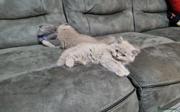 British Shorthair cats for sale: British shorthair kittens  - Image 10