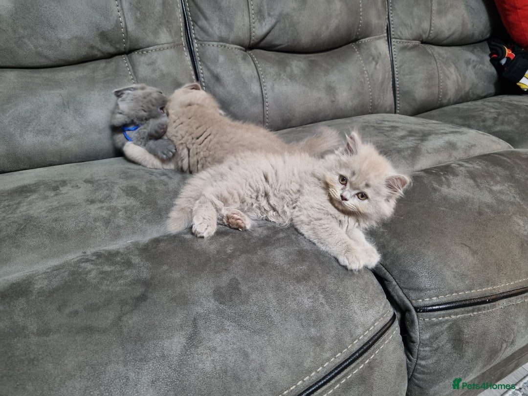 British Shorthair cats for sale: British shorthair kittens  - Image 10