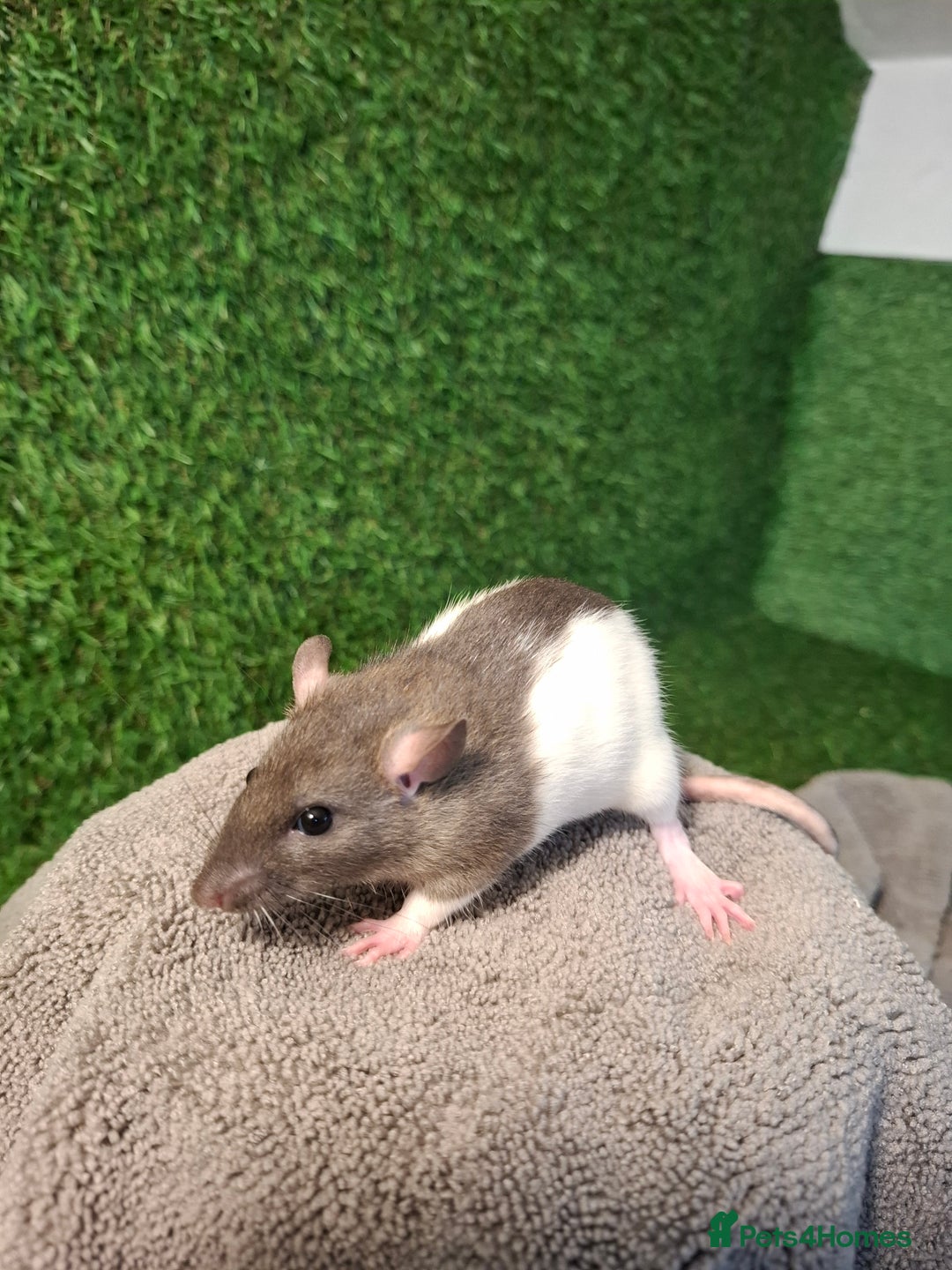 Rat rodents for sale: BABY RATS READY NOW - Advert 3