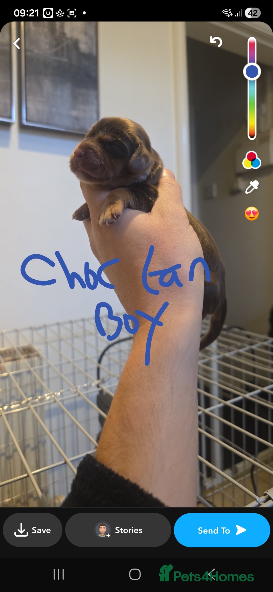 Cocker Spaniel dogs for sale: Kc registered litter - Advert 16