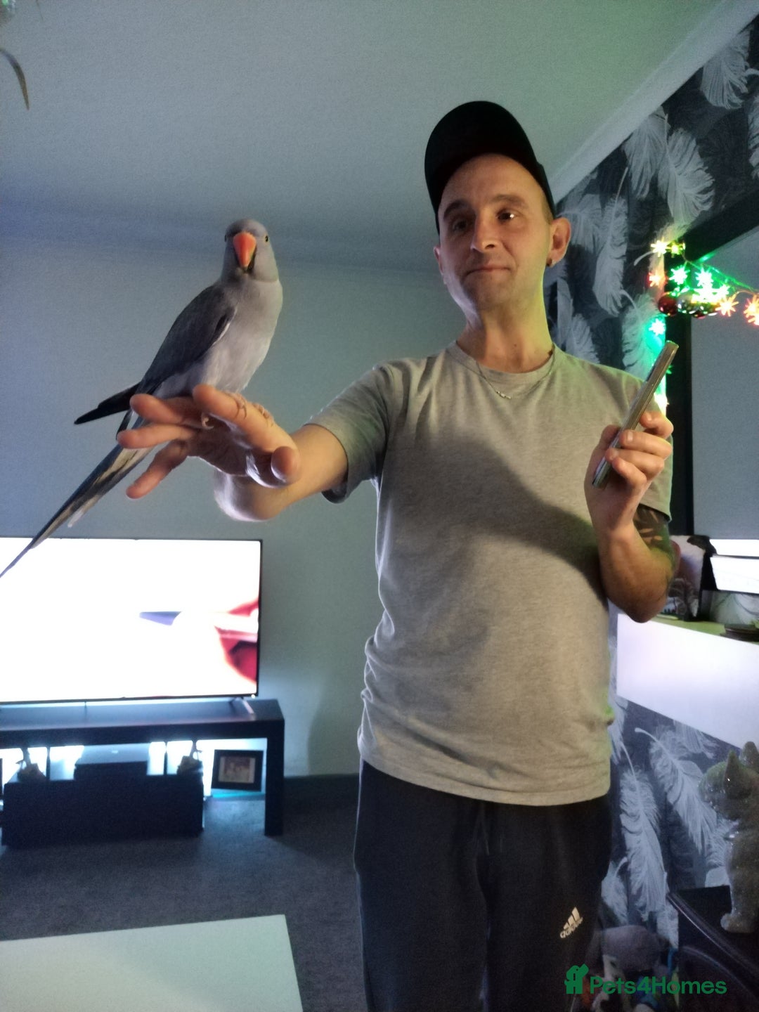 Ringnecks birds for sale: Ringneck parrot - Advert 4