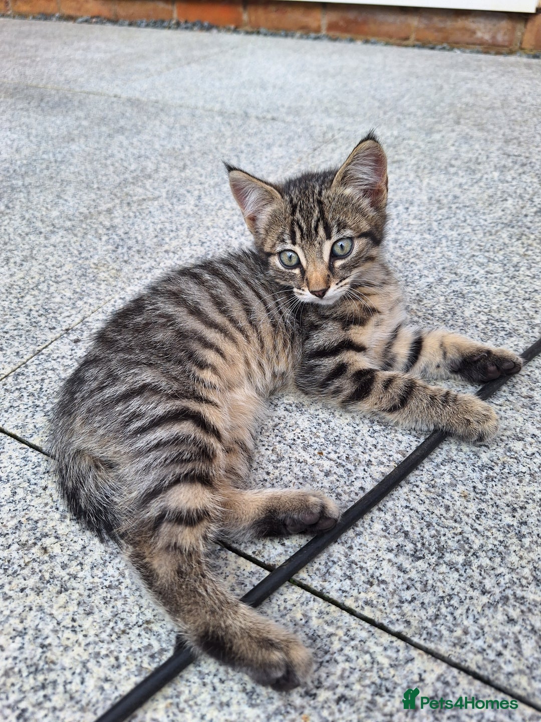 British Shorthair cats for sale: 4 short haired kittens  - Image 2