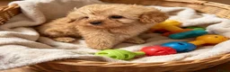 Cavapoo dogs for sale: F1b beautiful Cavapoo puppies  - Advert 3