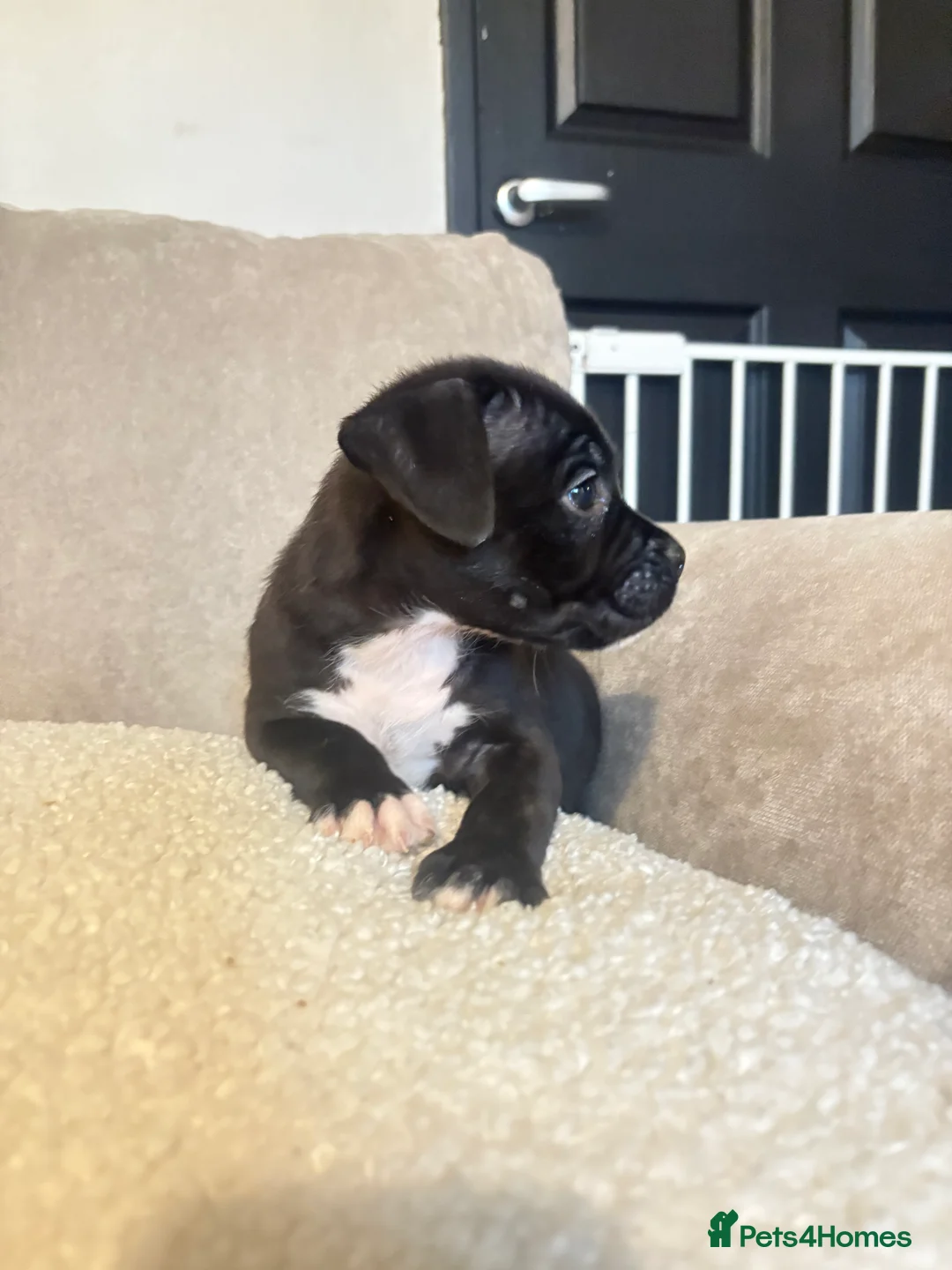 Mixed Breed dogs for sale: CaneCorso X Bully puppy’s  - Advert 12