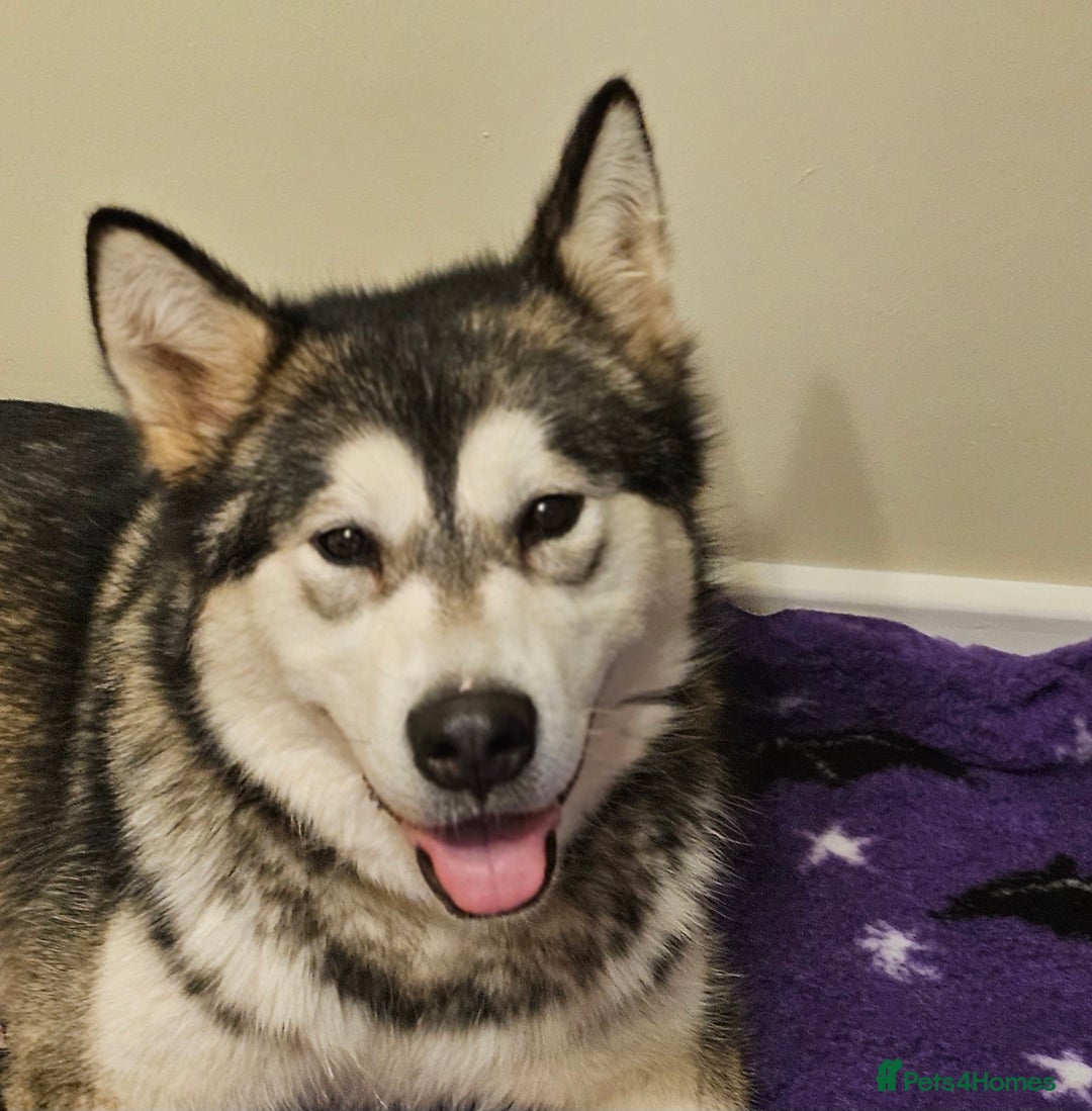 Alaskan Malamute dogs for sale: 9 week Old Alaskan Malamute Bitch - Advert 7