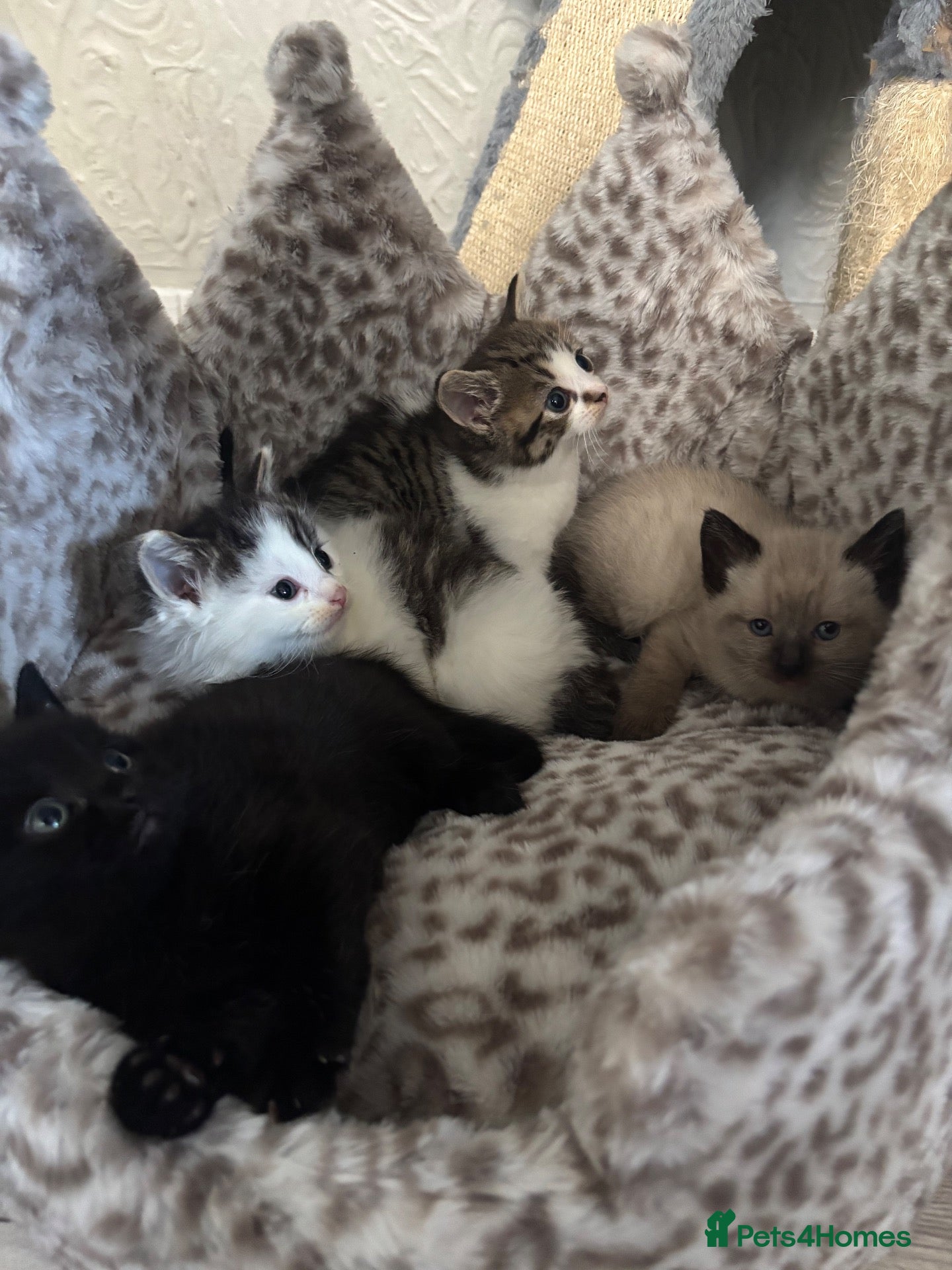 Mixed Breed cats 4 Fluffy Siamese kittens  - Advert 1