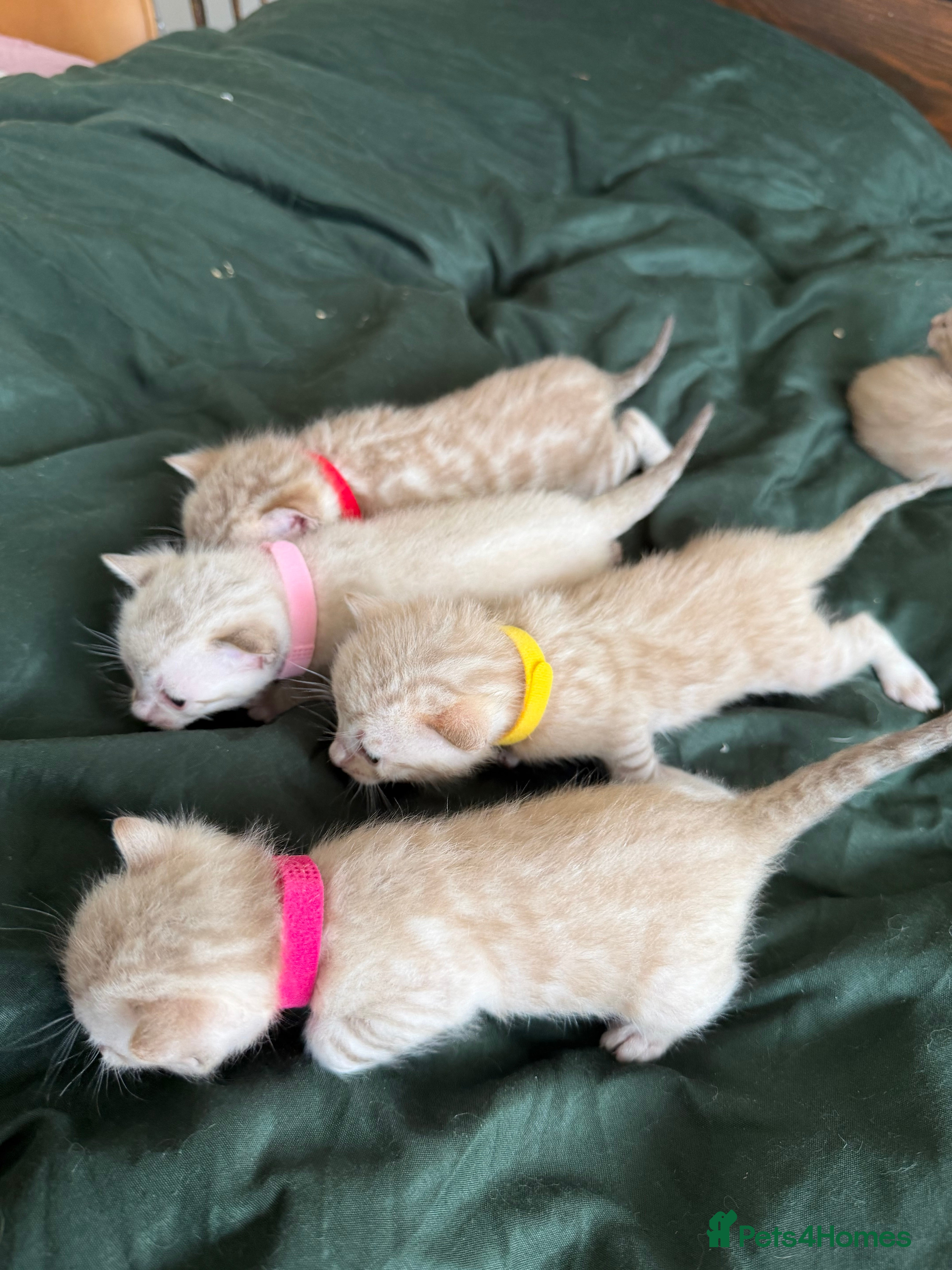 Bengal cats TICA Registered Snow Lynx Bengals, 5 Gen Pedigree! - Advert 3