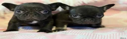 French Bulldog dogs for sale: KC Registered French Bulldog Puppies  in Slough - Advert 29
