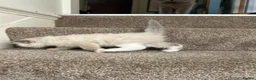 Ragdoll cats for sale: Ragdoll x British Longhair Kittens - Ready 2nd Oct in Saint Leonards-on-sea - Advert 4