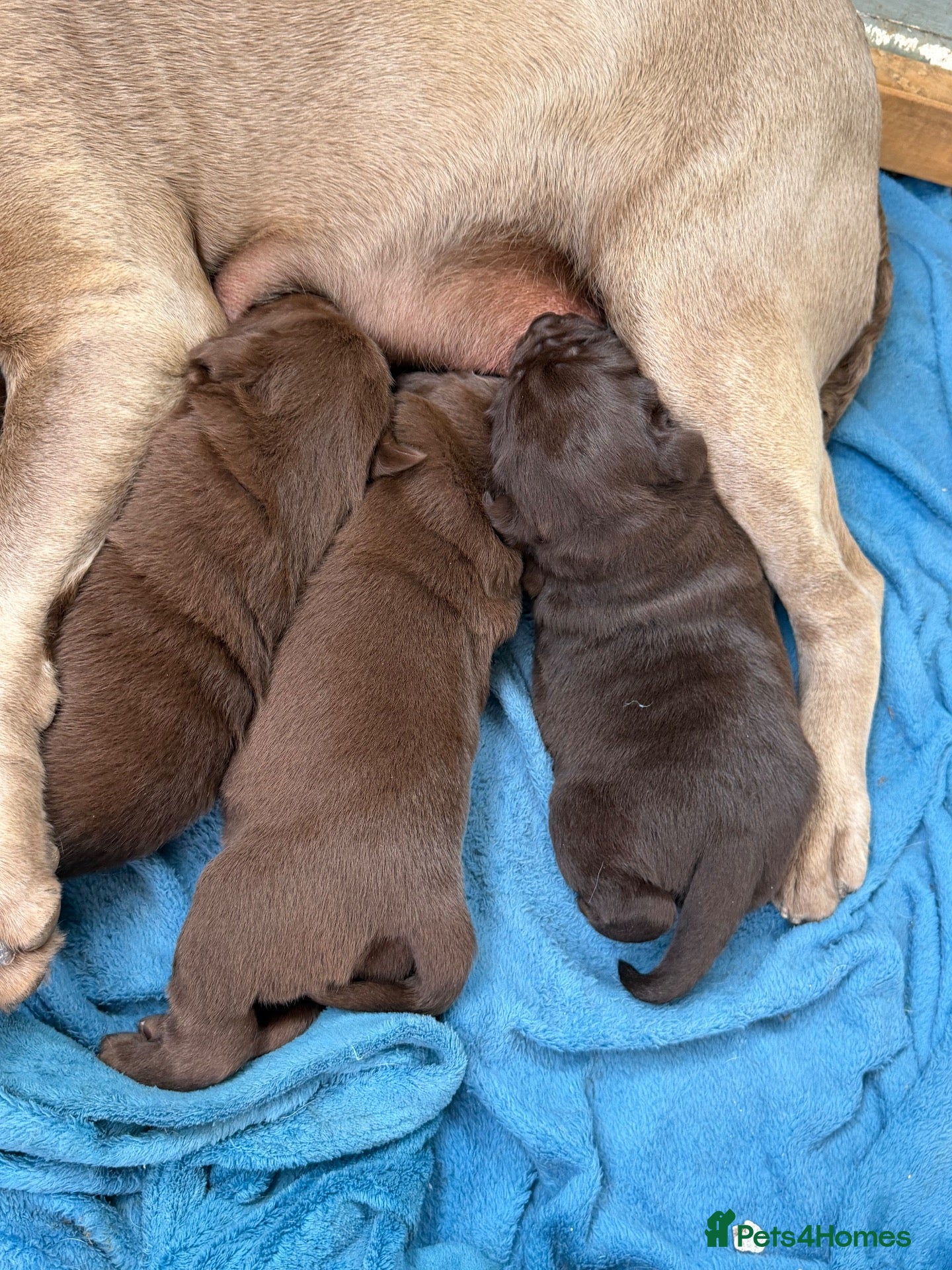 Labrador Retriever dogs Beautiful chocolate Labrador puppies  - Advert 7