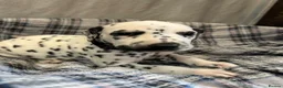 Dalmatian dogs for sale: Dalmatian puppies  in Okehampton - Advert 20