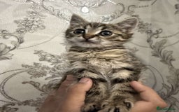 Mixed Breed cats for sale: Kitten for sale  - Image 3