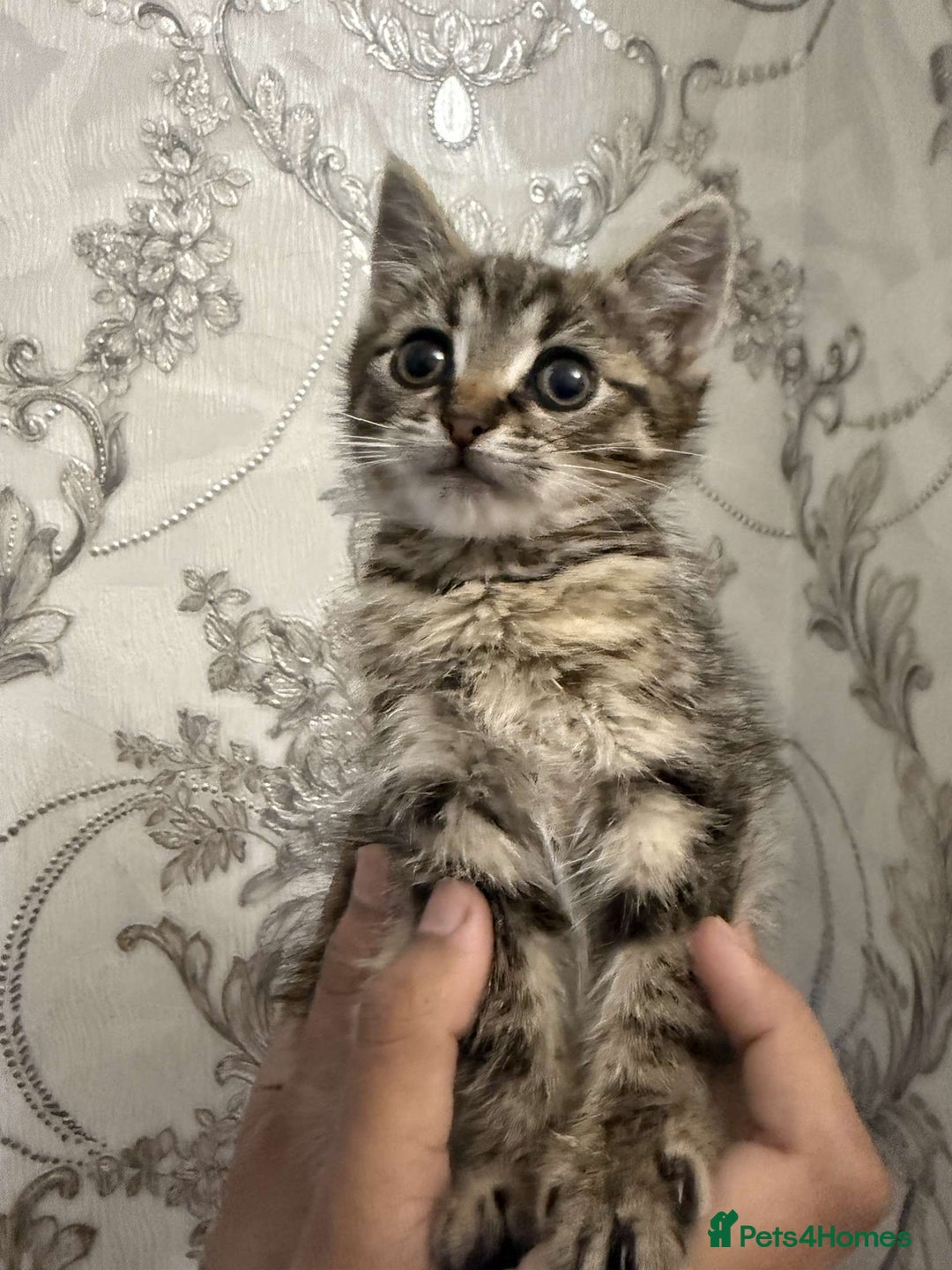 Mixed Breed cats for sale: Kitten for sale  - Image 3