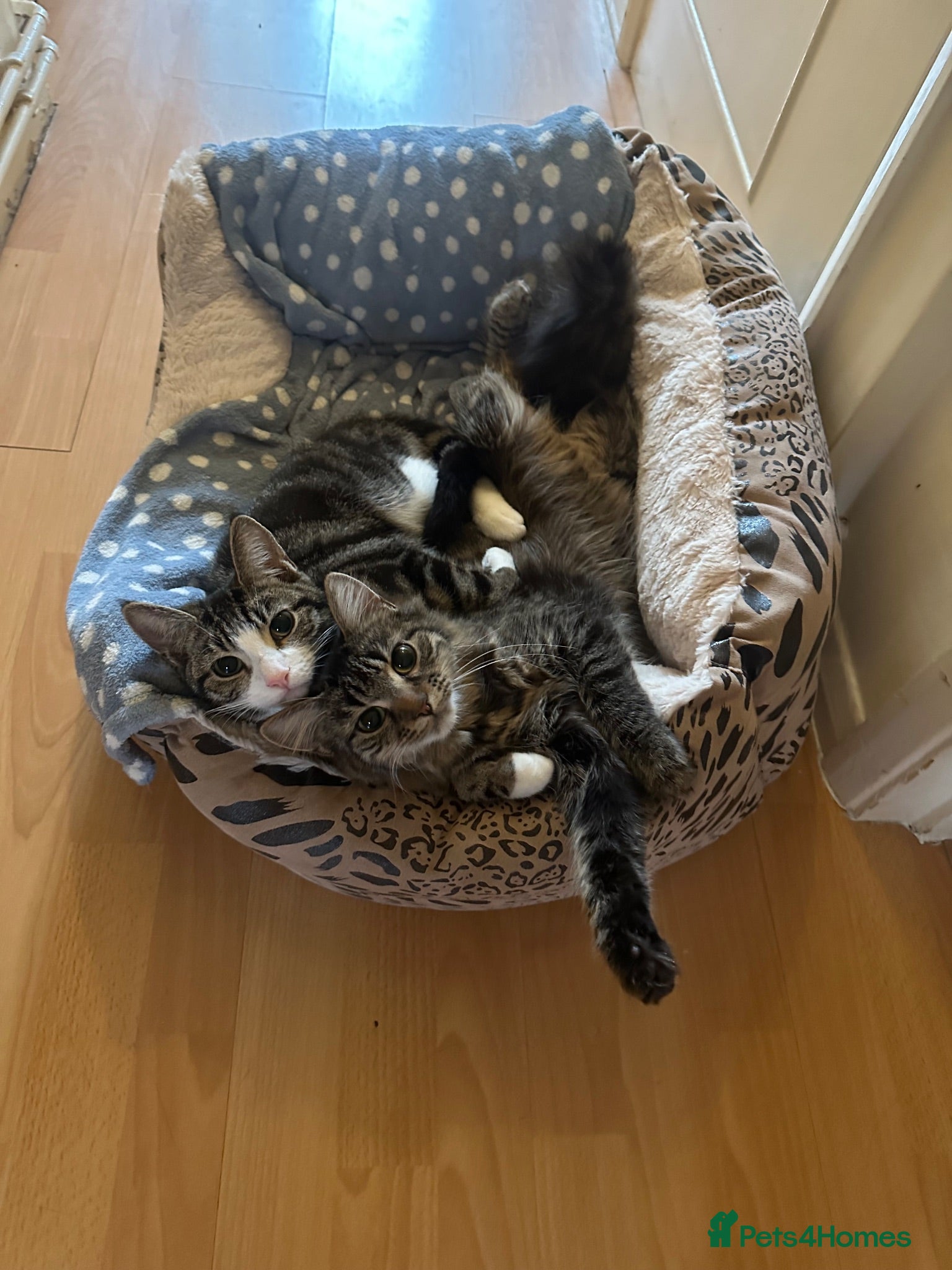 Mixed Breed cats Sweet Bonded Pair of Young Female Cats - Advert 2