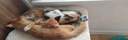 Mixed Breed cats for sale: 2 gorgeous kittens looking for their forever home  - Advert 3