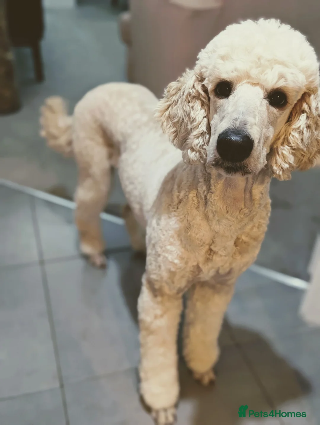 Standard Poodle dogs for sale: Beautiful Loving Girl  - Advert 5