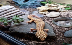 Leopard Gecko reptiles for sale: Female leopard gecko and double set up - Image 14