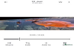 Other/Mixed Breed fish for sale: Catfish,oscars and bichir large sizes - Advert 5