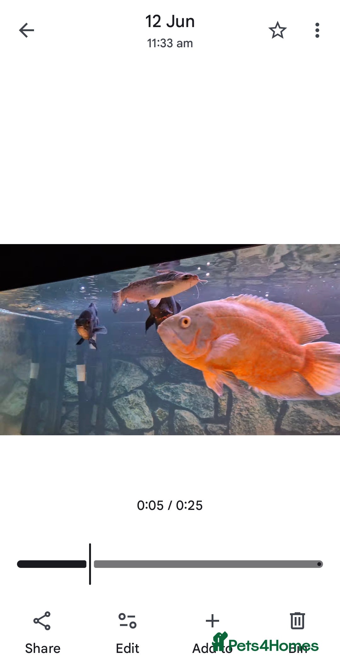 Other/Mixed Breed fish for sale: Catfish,oscars and bichir large sizes - Advert 5