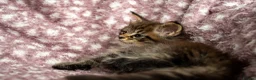 Maine Coon cats for sale: Beautiful Maine Coon Kittens - Advert 33