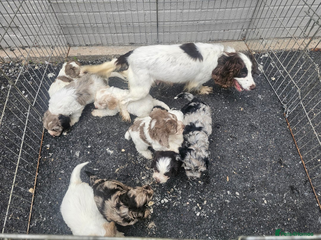 Cockapoo dogs for sale: Cockapoo puppies 🐶  - Image 39