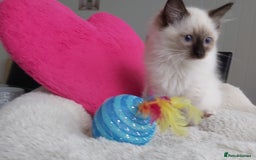 Ragdoll cats for sale: RAGDOLL SEAL POINT BLUE EYES READY NOW! - Image 4