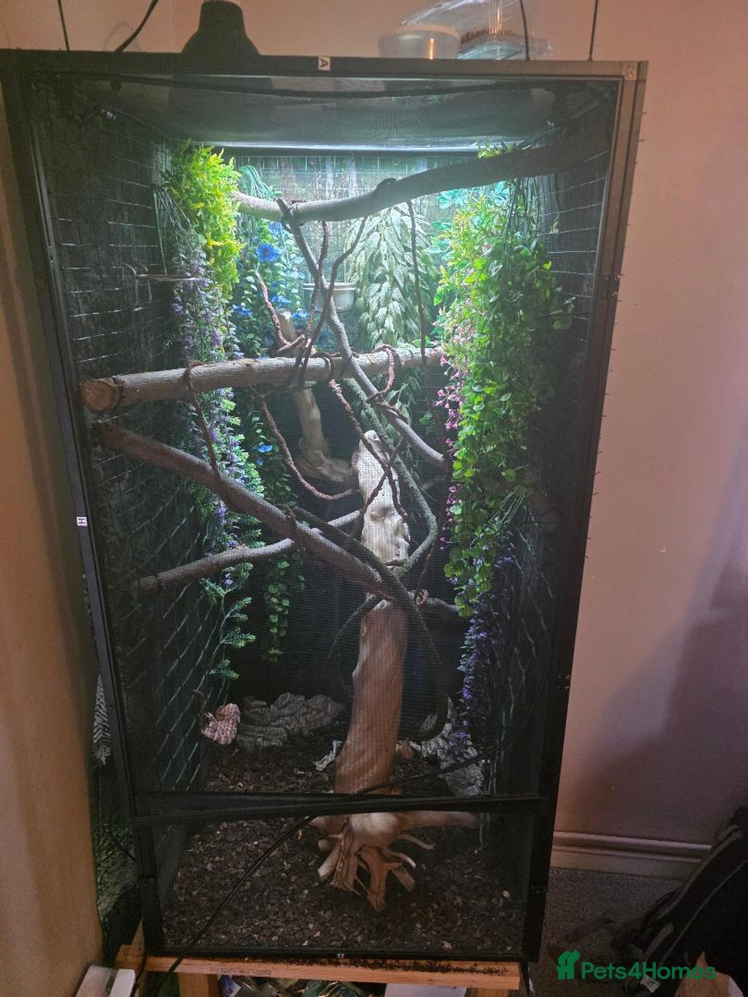 Chameleon reptiles for sale: Female Chameleon - Advert 4