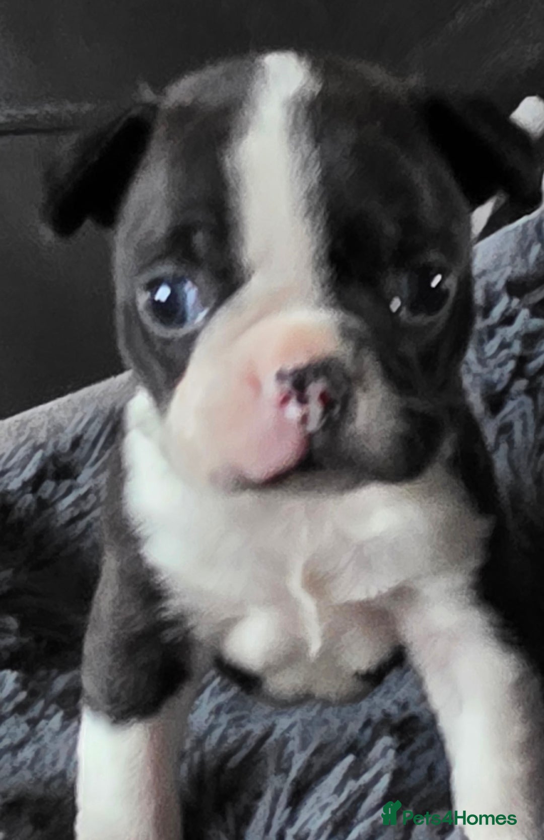 Boston Terrier dogs for sale: Stunning KC Reg Boston Terrier last girl left - Advert 15