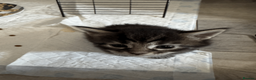 Maine Coon cats for sale: Stunning Maine Coon Kittens – 4 Girls & 1 Boy - Advert 4