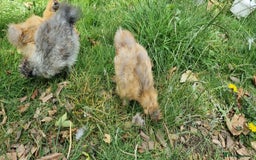 Chickens poultry for sale: Bearded Silkie (8-10 weeks) - Image 14