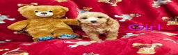 Cockapoo dogs for sale: ⚜️Pure Quality Cockapoos ⚜️ - Advert 9