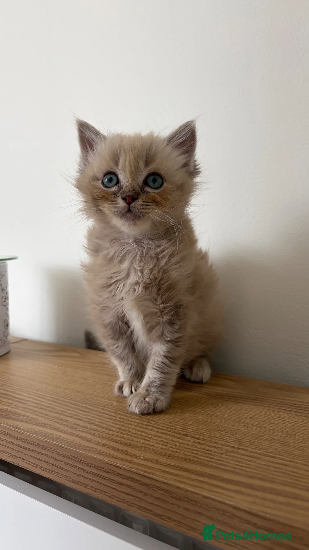 Ragdoll cats for sale: Last male ragdoll kitten ready now - Advert 2
