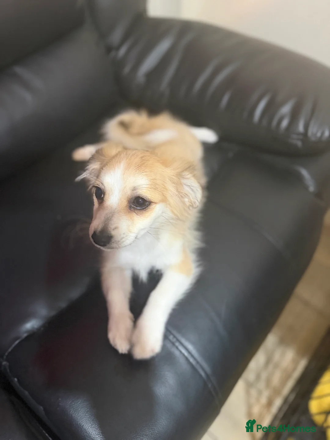 Mixed Breed dogs for sale: two puppies in Preston - Advert 2
