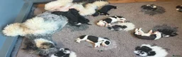 Sheepadoodle dogs for sale: Lovely litter of F1 Sheepadoodles - Advert 2
