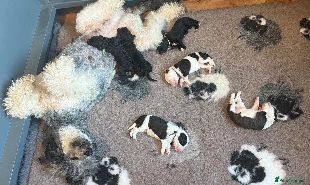 Sheepadoodle dogs for sale: Lovely litter of F1 Sheepadoodles - Advert 2