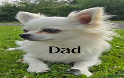 Chihuahua dogs for sale: Stunning Chihuahua puppies - Advert 7