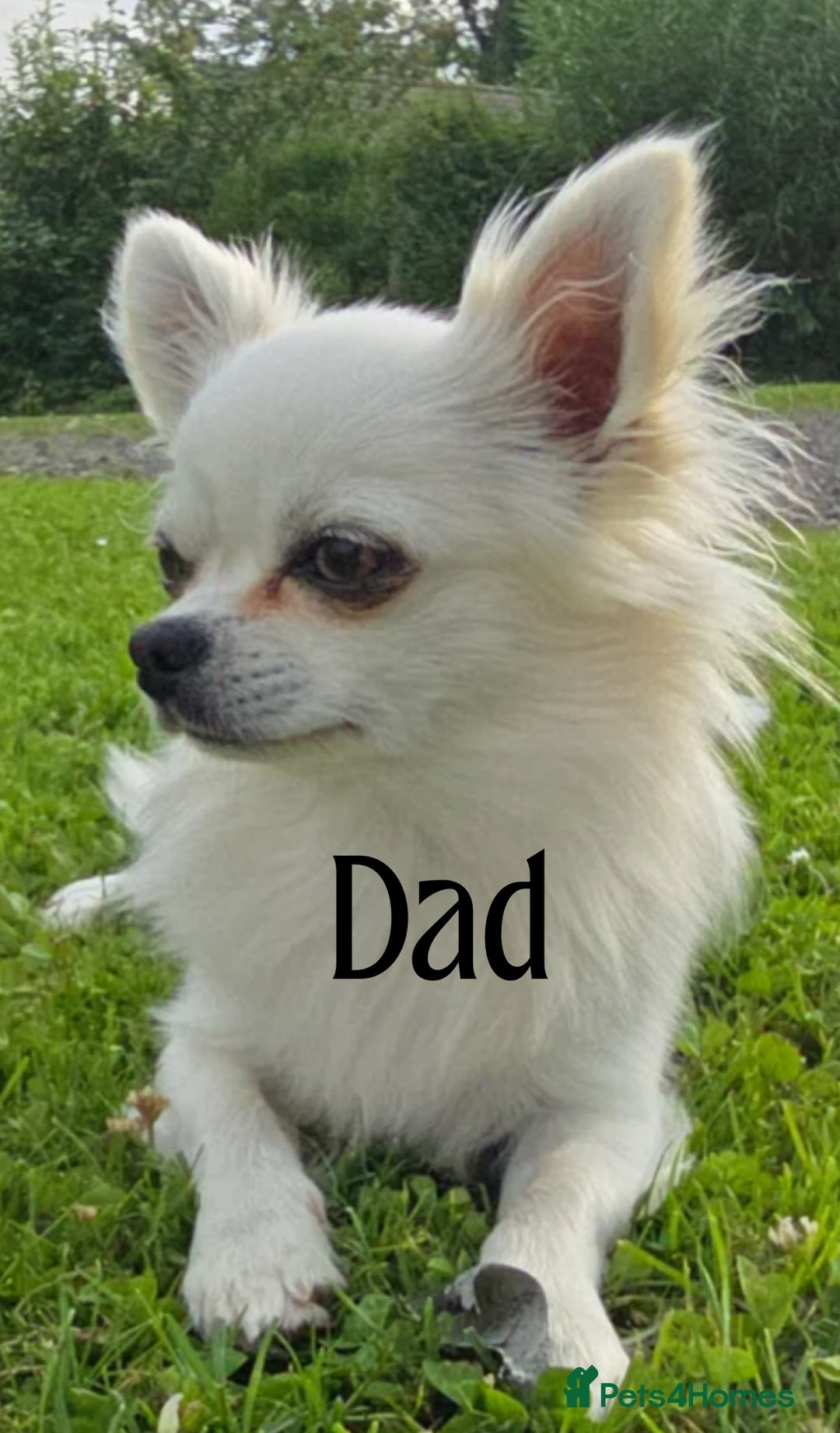 Chihuahua dogs for sale: Stunning Chihuahua puppies - Advert 7