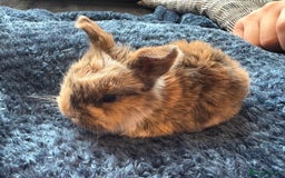 Mini Lop rabbits for sale: Pure Bred Mini Lop babies - Advert 19