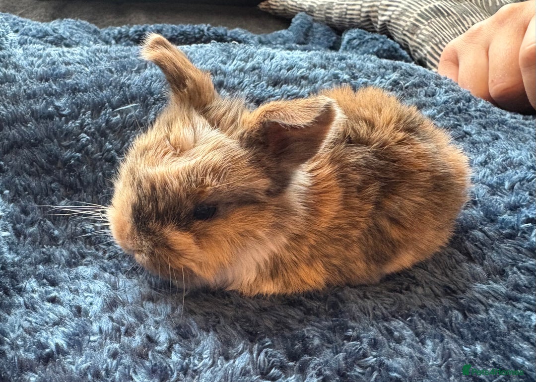 Mini Lop rabbits for sale: Pure Bred Mini Lop babies - Advert 19
