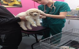 Poochon dogs for sale: Poochons💥 2 Beauties READY TO LEAVE NOW 💥  - Image 32