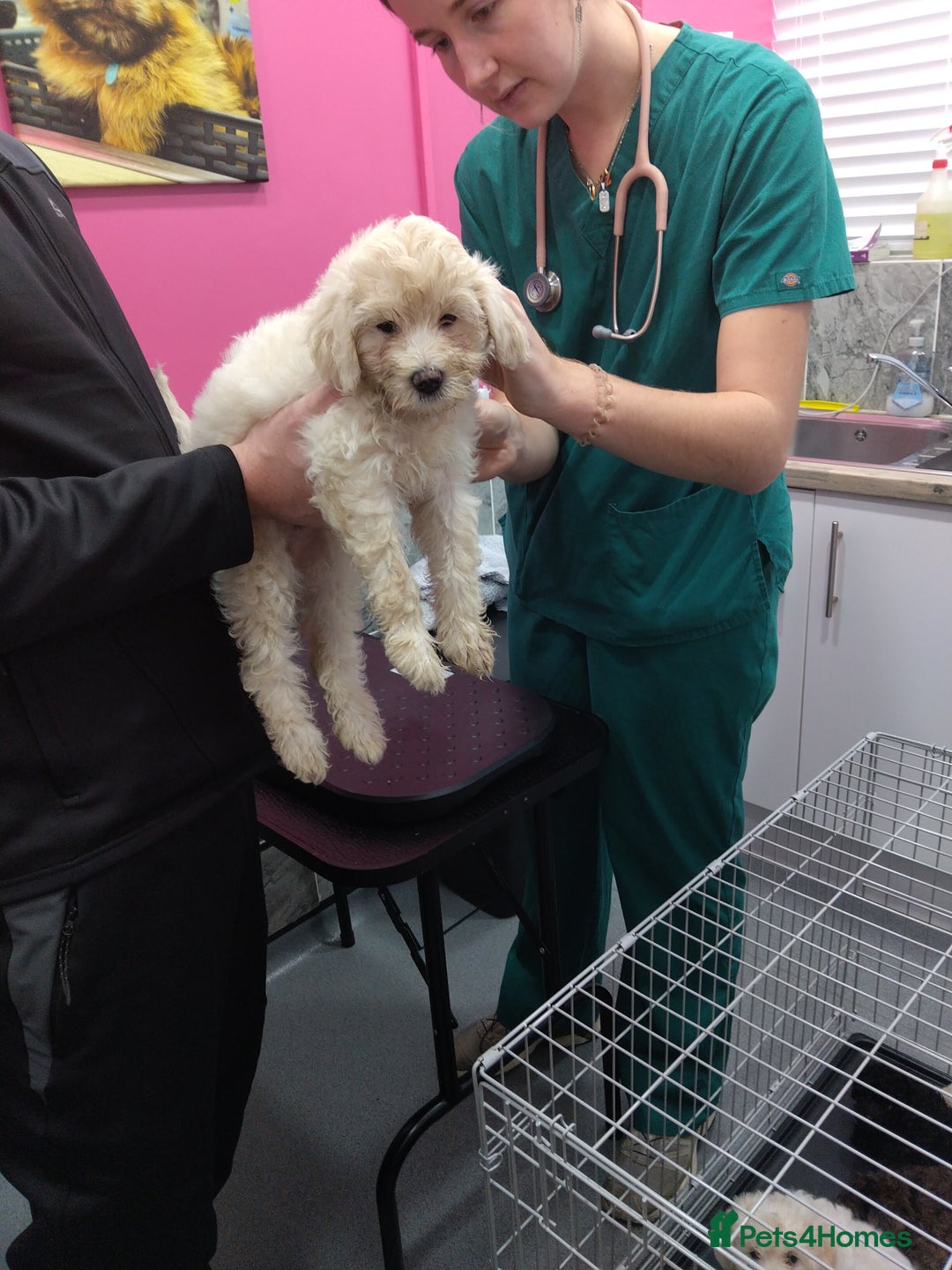 Poochon dogs for sale: Poochons💥 2 Beauties READY TO LEAVE NOW 💥  - Image 32