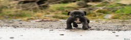 American Bully dogs for sale: Pocket cross standard bully’s  - Advert 7