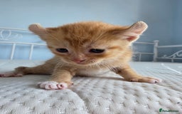 Sphynx cats for sale: Ginger Male Kitten Sphynx x Devon Rex Elf Mix in Hartlepool - Image 13