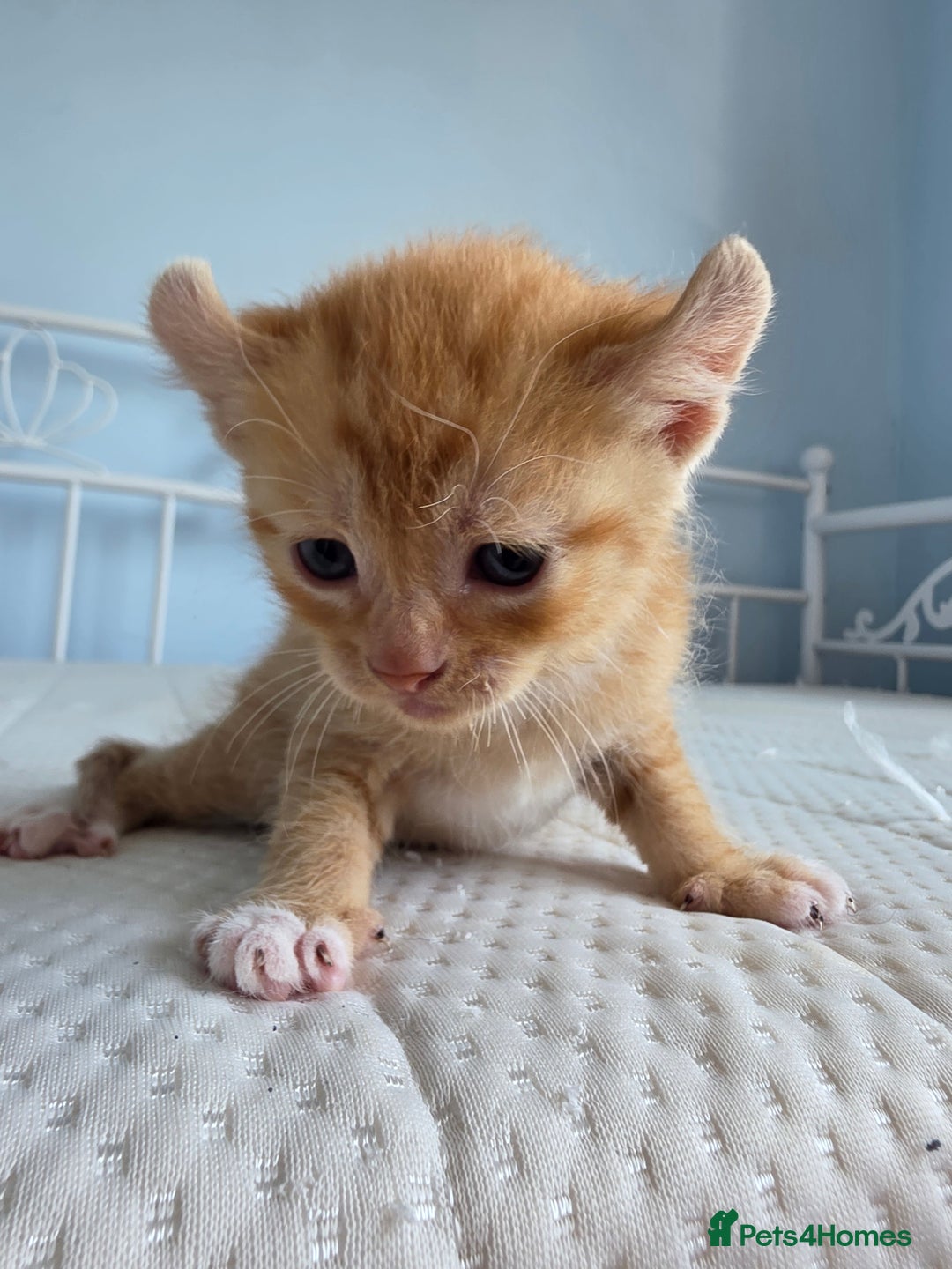 Sphynx cats for sale: Ginger Male Kitten Sphynx x Devon Rex Elf Mix in Hartlepool - Image 13