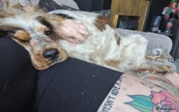 Cocker Spaniel dogs for sale: Loving, loyal and adventurous cocker  - Image 24